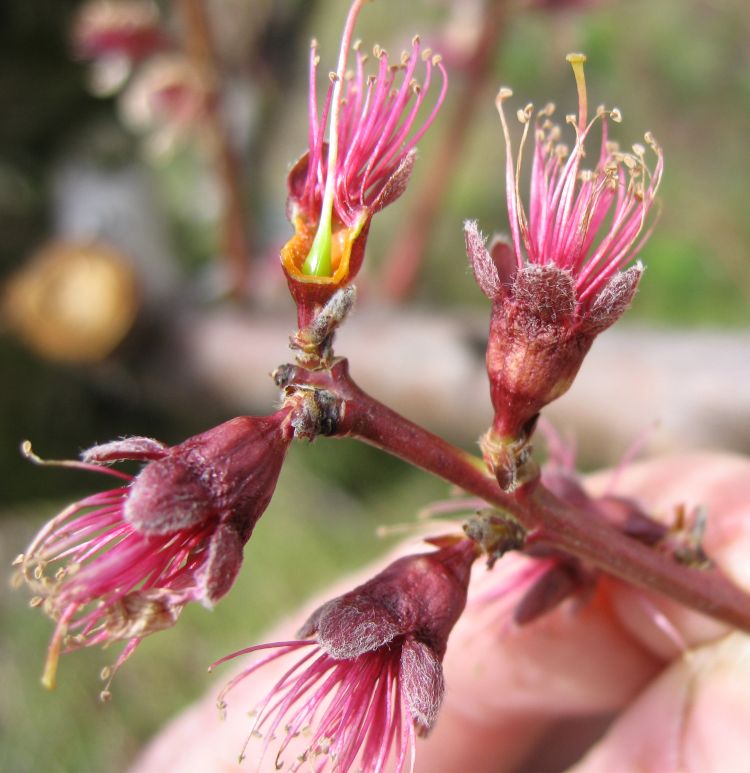 Peaches are in the shuck, which is formed by the calyx cup of the flower in stone fruit. This shuck has been torn away to show the flower’s pistil, which will develop into the peach. Photo by Bill Shane, MSU Extension.