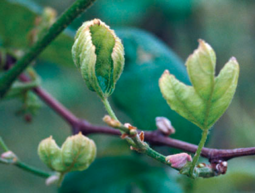 Cupped leaves.