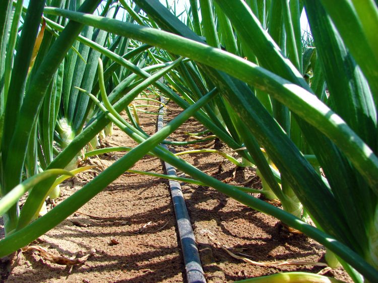 Onions being drip-irrigated using drip tape.