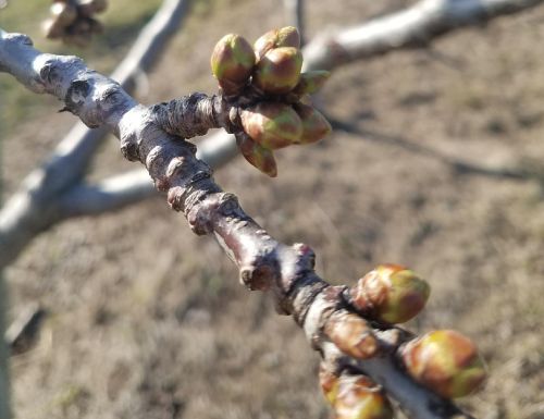 Sweet cherry buds on May 1, 2018. All photos: Dave Jones, MSU