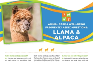 4-H Animal Care & Well-Being Poster – Llama and Alpaca 4H1696
