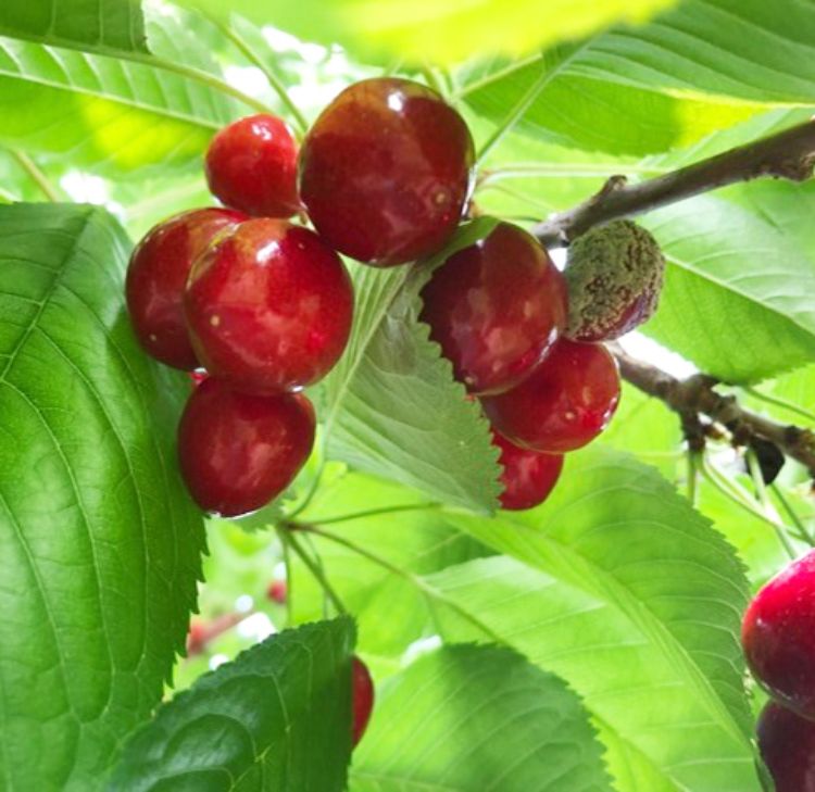 Figure 1. American brown rot on sweet cherry variety ‘Sam’ at the Northwest Michigan Horticulture Research Center.