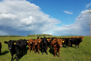 Wellbeing on Beef Farms in Michigan: Participate in the research