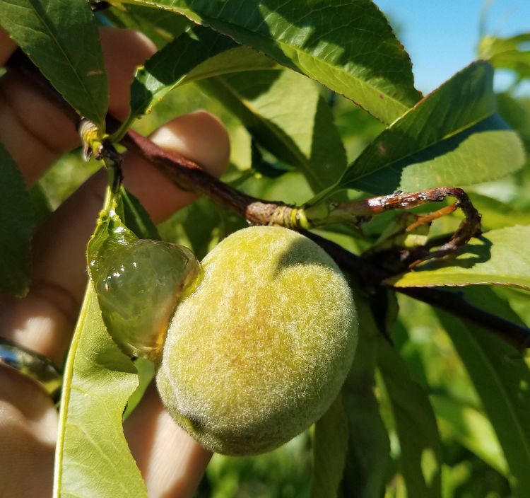 Peach shoot damage and fruit ooze from oriental fruit moth damage in New Era, Michigan, on June 25. Photo by Dave Jones, MSU Extension.