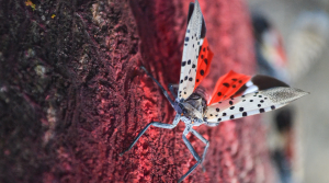 Deny the spotted lanternfly
