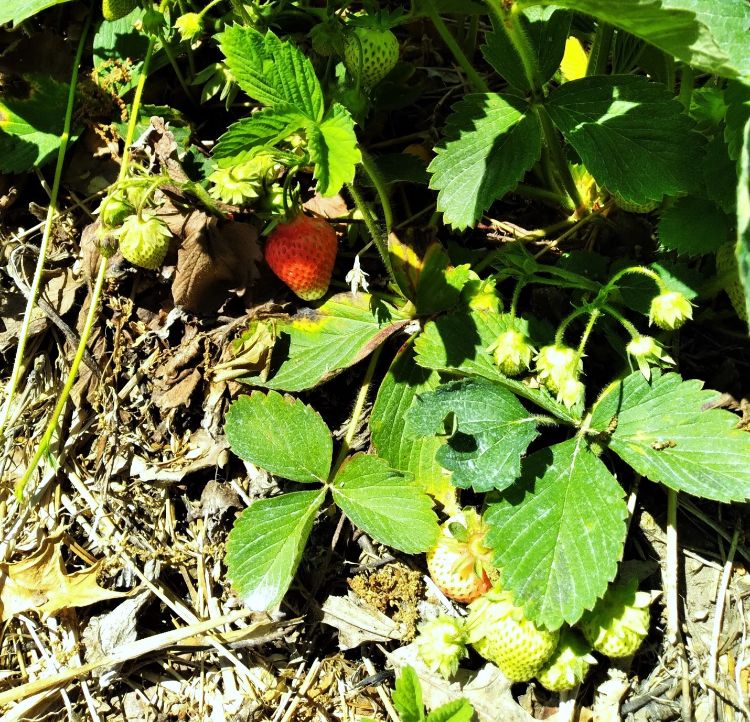 Strawberry plants