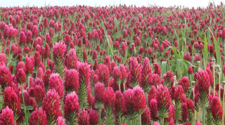 red clover flowers in a field