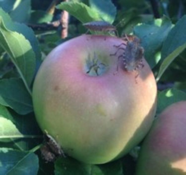 A stink bug on an apple