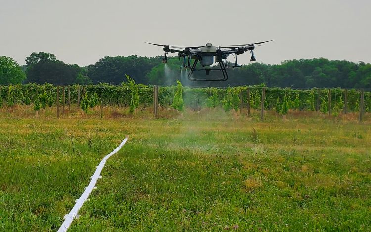 A drone flying above a fruit orchard.