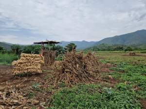 New Project: Biodiversity and Community Resilience in the Omo Valley (BIOM) Alliance