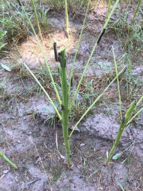 Armyworm defoliating corn near Lawrence, Michigan.
