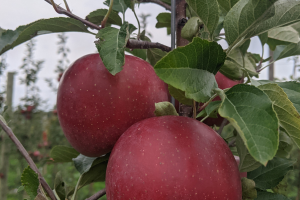 Grand Rapids area apple maturity report – Oct. 13, 2021