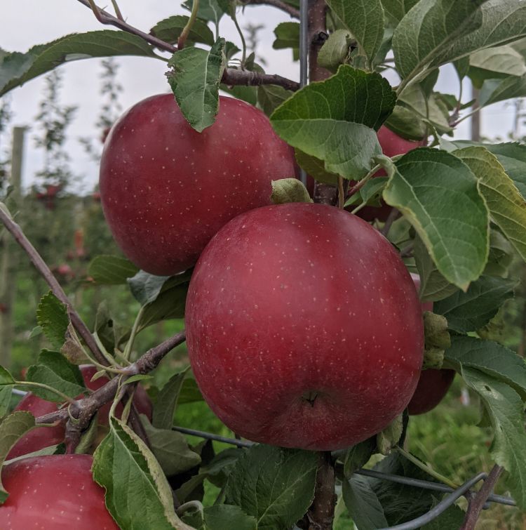 Red apples hanging from a tree.