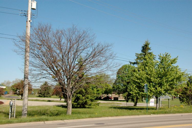 Zelkova trees (left) were among these hardest hit by severe cold this winter.