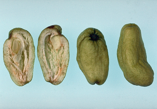  The seed cavity tissues wither and die, forming a pocket within the fruit. 