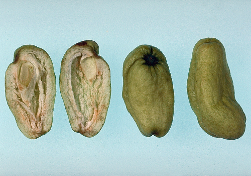 The seed cavity tissues wither and die, forming a pocket within the fruit.