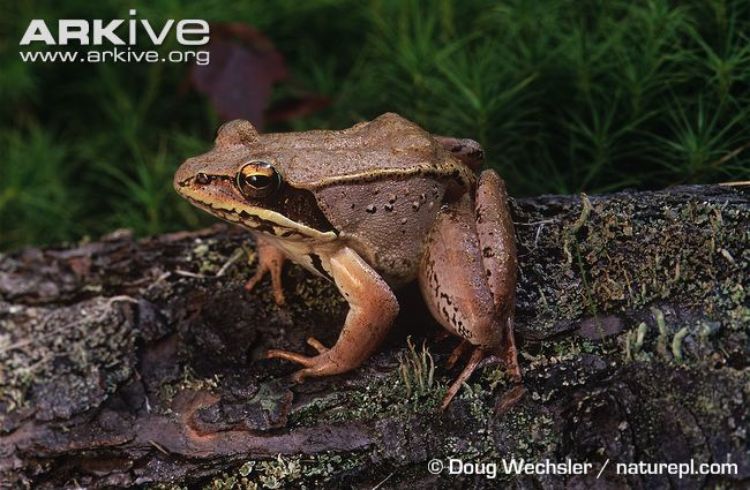 Wood frog. Photo credit: Doug Wechsler, naturepl.com