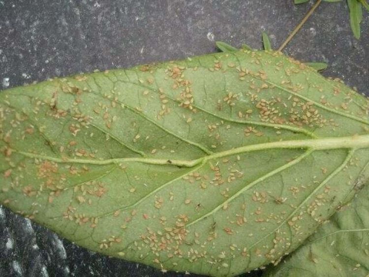Aphids on pepper