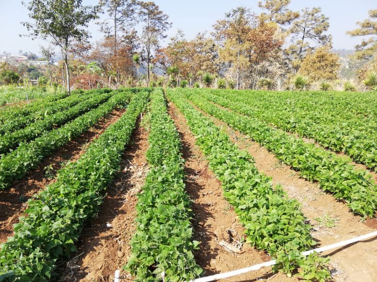 Rows of beans on a farm