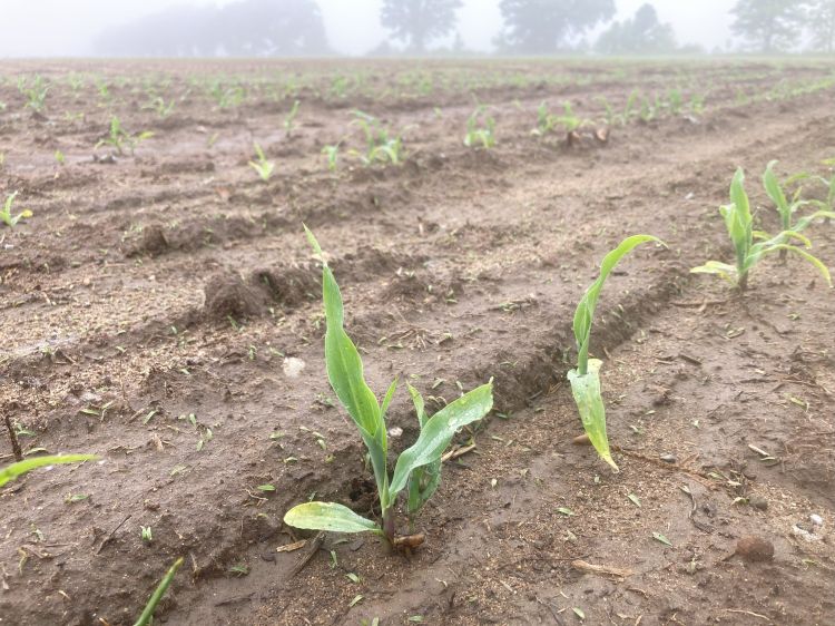 Corn at V1 growth stage starting to emerge from the ground.
