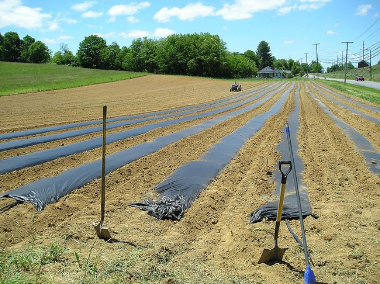 Farmland