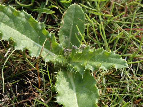  canada thistle4.jpg 