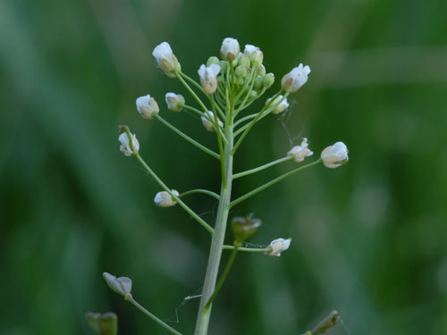  Shepherds Purse5.jpg 