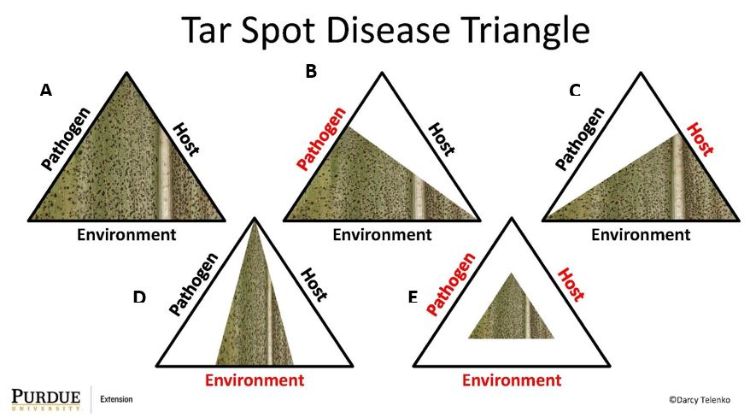 Tar spot disease triangle