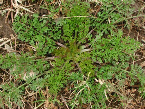  wild carrot1.jpg 