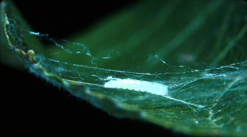  Pupa hangs suspended in a â€œhammockâ€ from the leaf underside. 