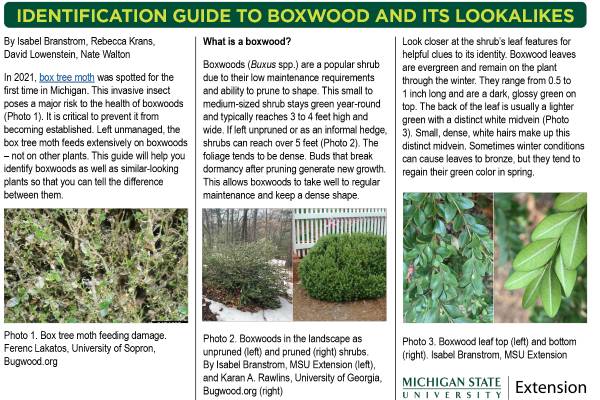 Boxwood varieties hot sale