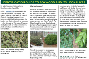 Identification Guide to Boxwood and its Lookalikes