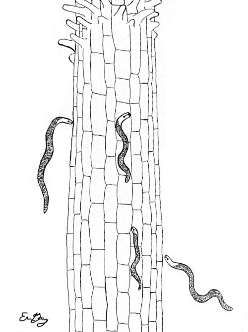Illustration of root lesion nematode feeding on root hairs of a carrot plant