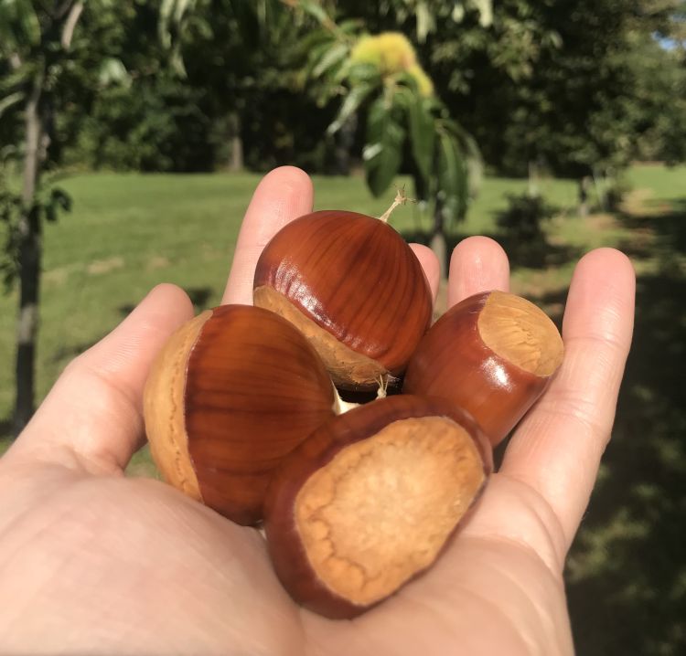 A hand holding 4 ripe chestnuts.