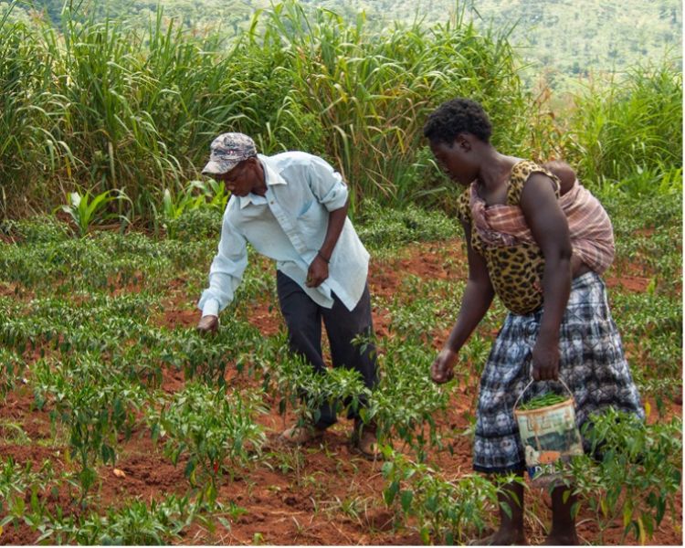 Man and woman picking cowpea.