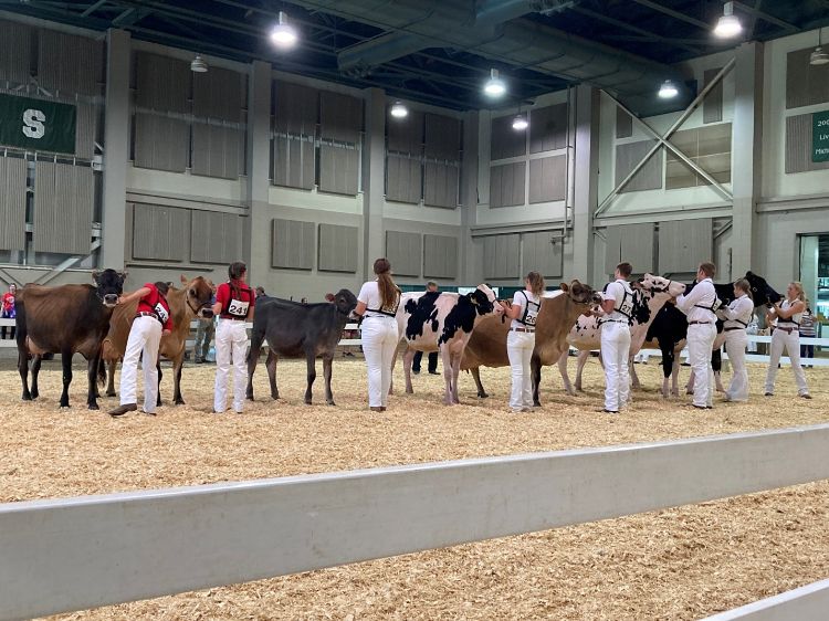 Youth holding the halters of their dairy animals at Michigan 4-H Youth Dairy Days.