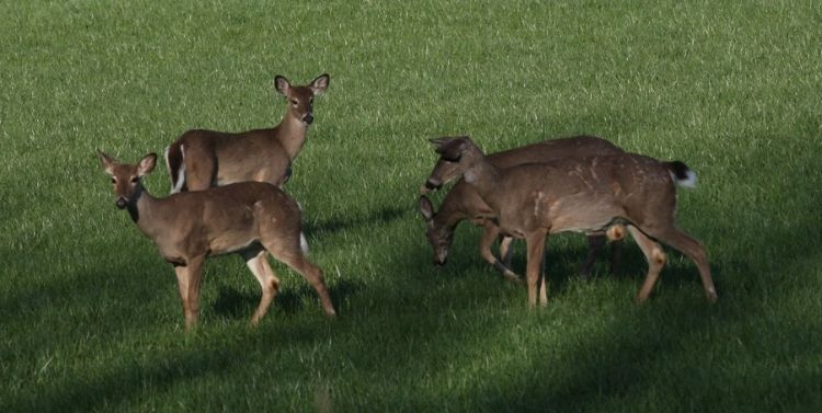 Four female deer standing in a grassy field.