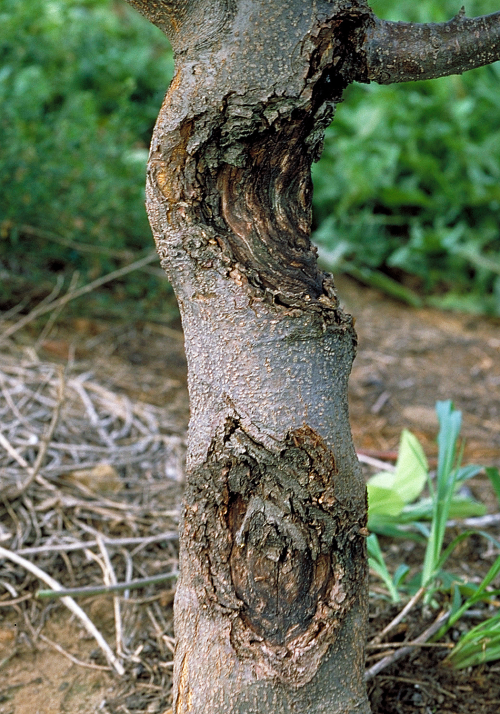  Cankers can have a target-like appearance. 
