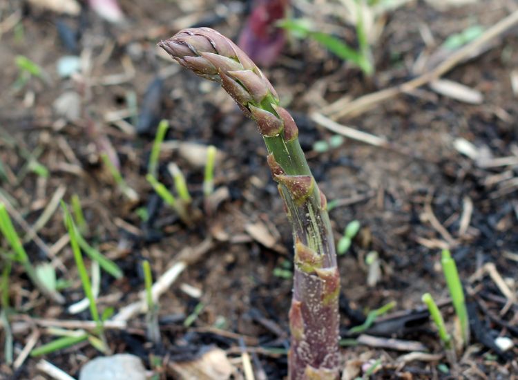 Asparagus is emerging in Central Michigan. Photo credit: Fred Springborn, MSU Extension