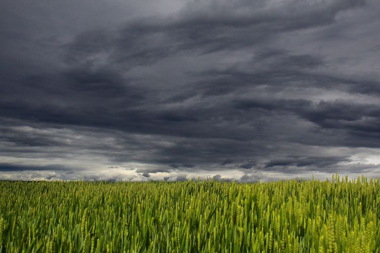 Dark clouds over a wheat field.
