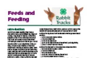 Rabbit Tracks Feeds And Feeding Msu Extension