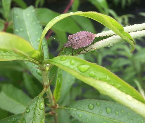 Brown marmorated stink bug on peach leaves