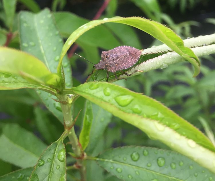 Brown marmorated stink bug on peach leaves