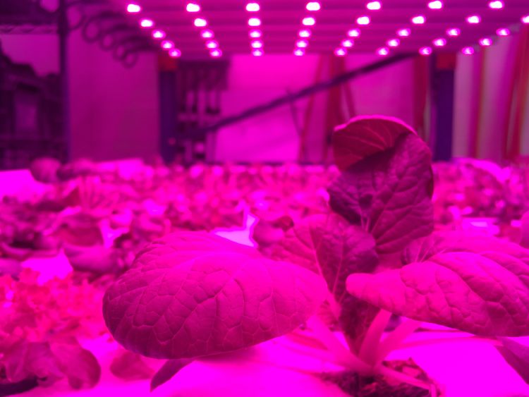 Indoor leafy green production under LED lights