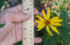 Paleleaf woodland sunflower comparison with centimeter rule.