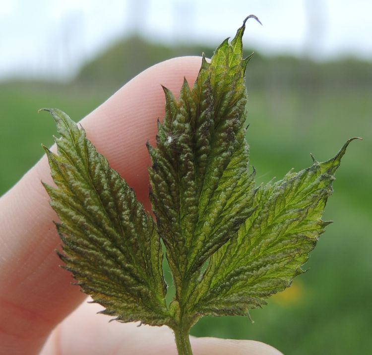 Bronzing of leaf caused by frost damage. All photos: Erin Lizotte, MSU Extension