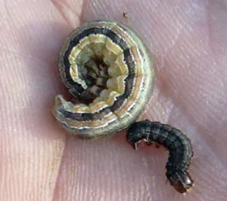 Mid- and late instar armyworm larva from 2010. Photo credit: Fred Springborn, MSU Extension
