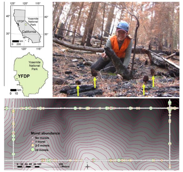 Location of sampling plots in Yosemite National Park.