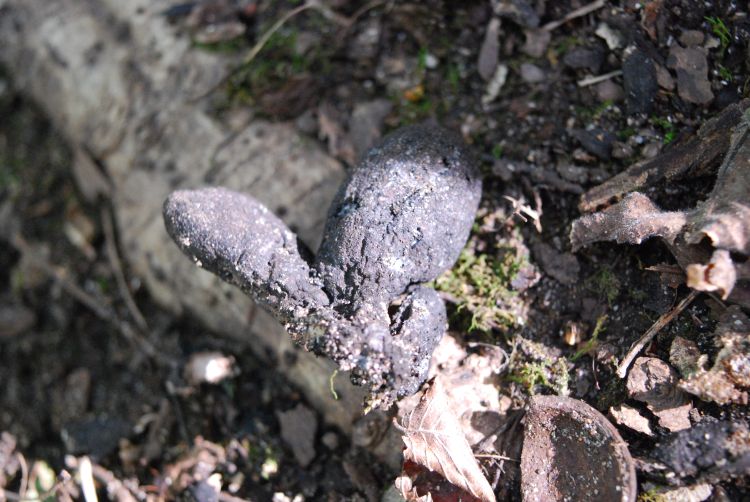 In this image, the microhabitat of this Fungus growing on a large root extending from the base of a beech tree.