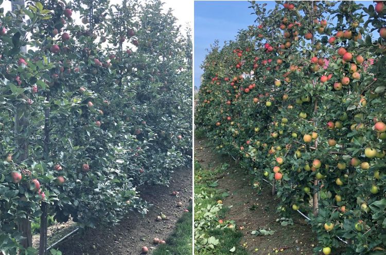 Honeycrisp apple orchard